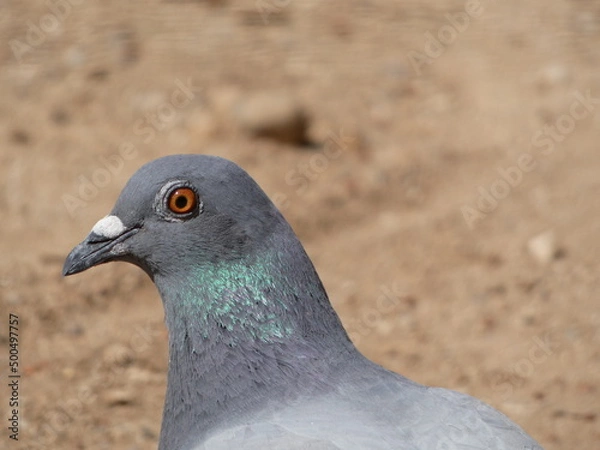Obraz close up of a pigeon