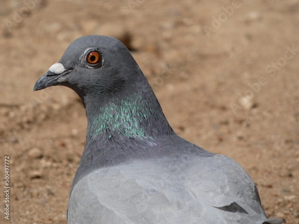 Obraz close up of a pigeon