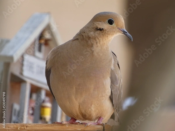Obraz close up of a dove