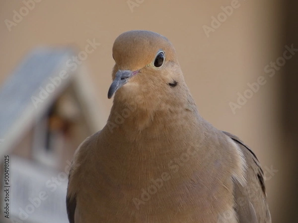 Obraz close up of a dove