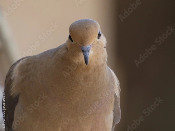 Obraz close up of a dove