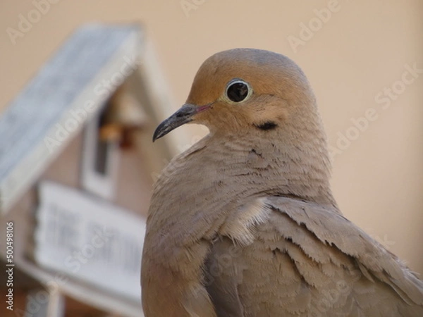Obraz close up of a dove