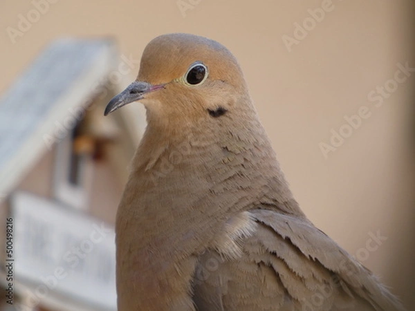 Obraz close up of a dove
