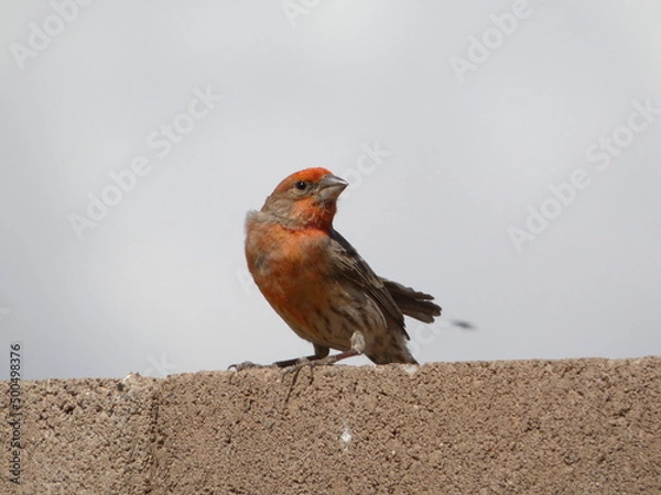 Obraz bird on a wall