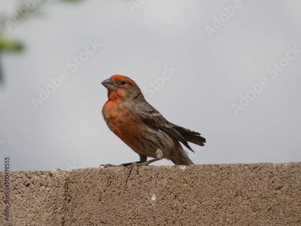 Obraz bird on a wall