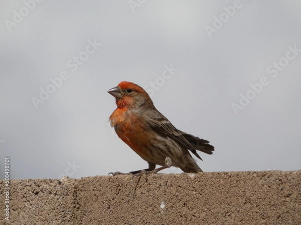 Fototapeta bird on a wall