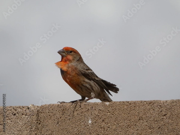 Obraz bird on a wall