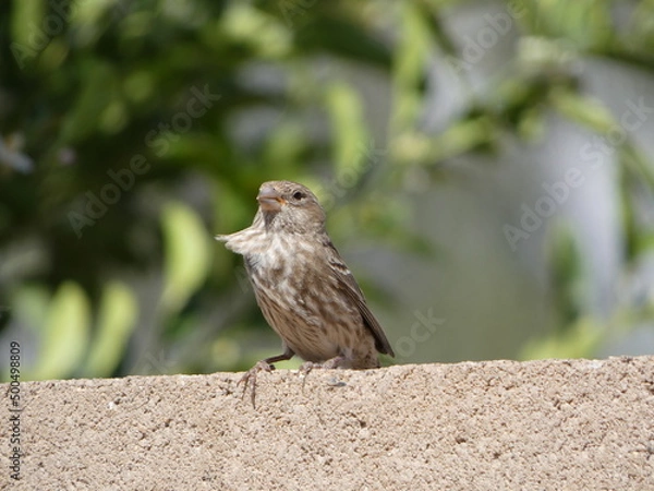Obraz bird on a wall