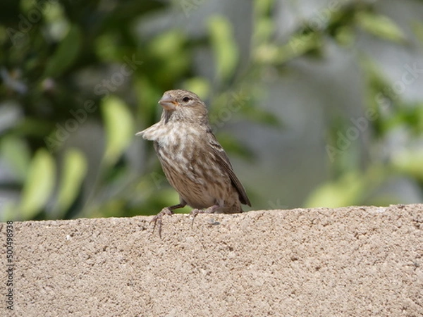 Obraz bird on a wall