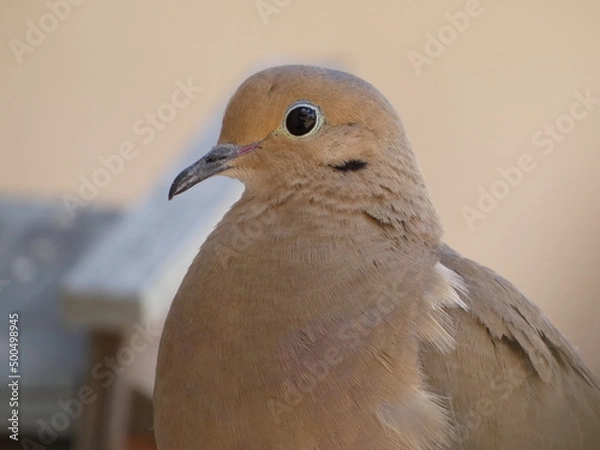 Obraz close up of a dove