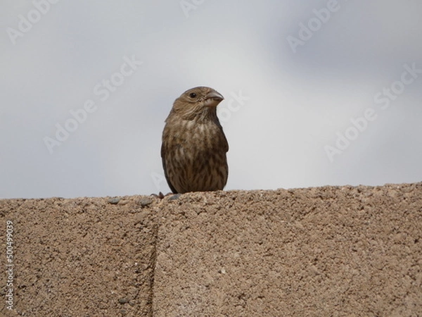 Obraz bird on a wall