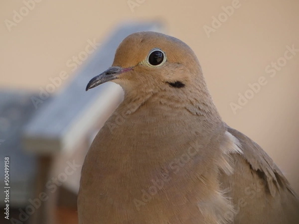 Obraz close up of a dove