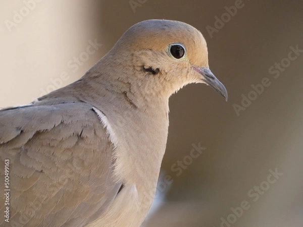 Obraz close up of a dove