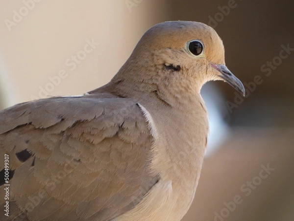 Obraz close up of a dove