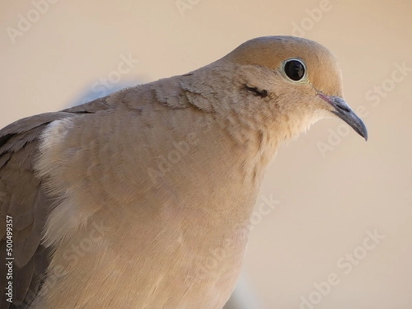 Obraz close up of a dove