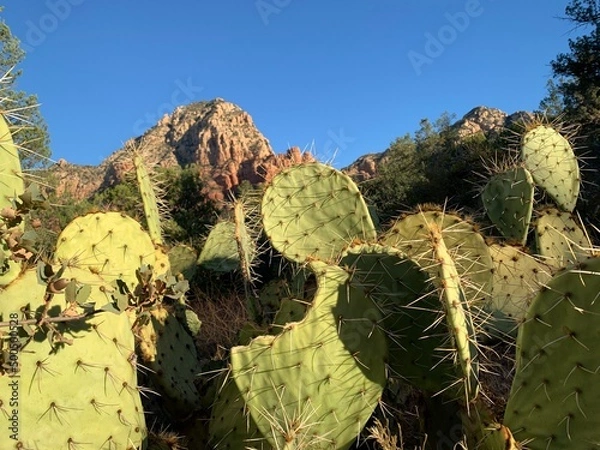Fototapeta Prickly Pear Cactus in the Desert