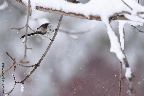 Obraz 北海道の3月、なごり雪とシマエナガ。
