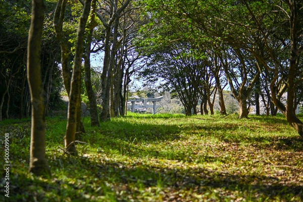 Obraz 神社へと続く森の小道