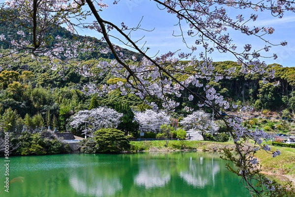 Obraz 小さな池を囲む桜並木