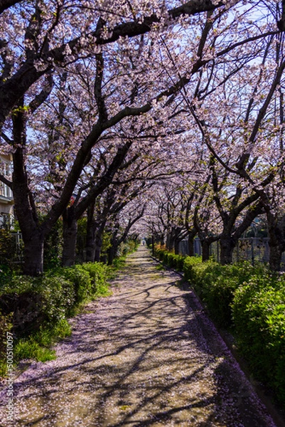 Obraz 住宅街の桜並木のトンネル