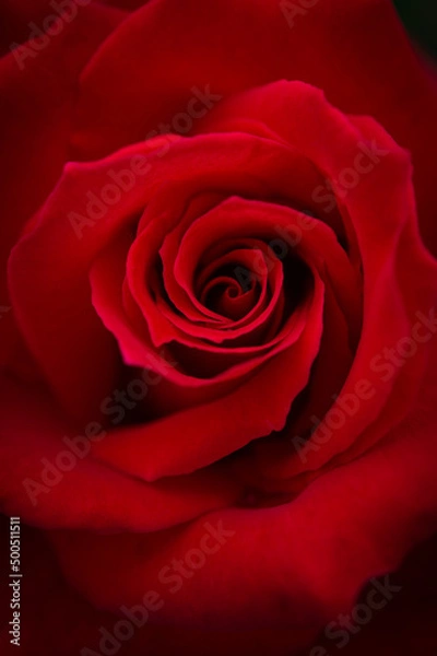 Fototapeta 静寂な赤