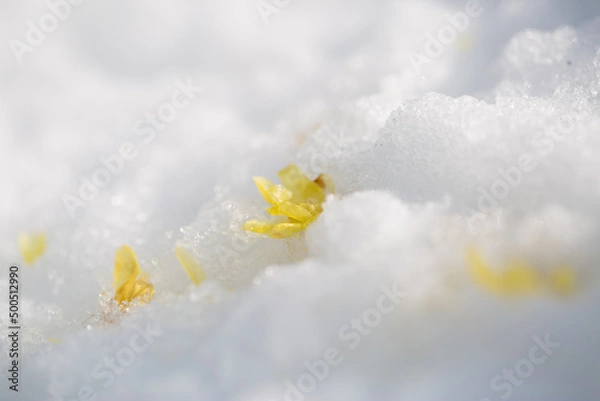 Fototapeta 雪上の花びら