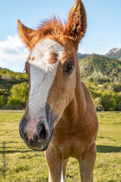 Fototapeta Close-up vertical view of baby horse looking sideways in a pasture at dusk.