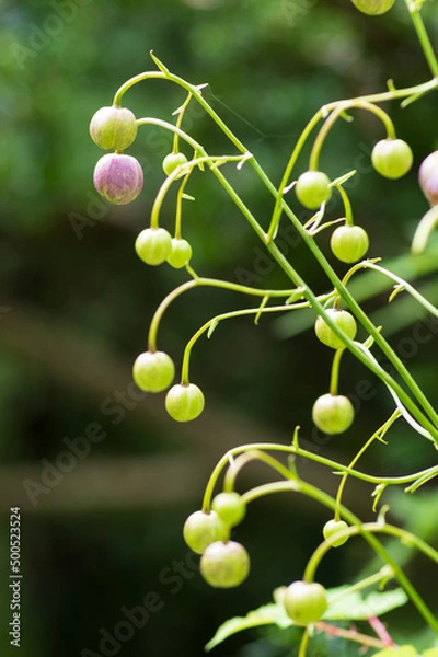 Obraz レンゲショウマ