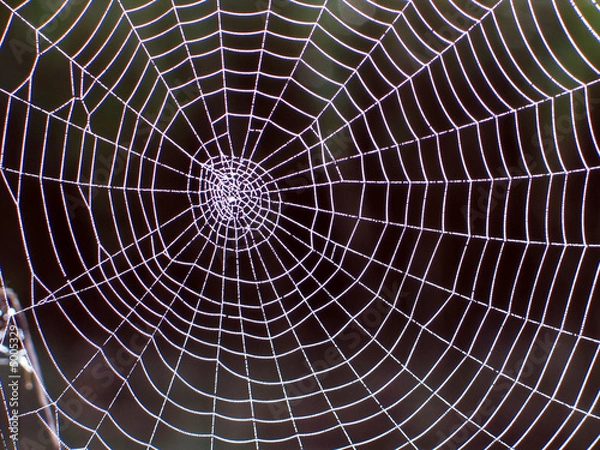 Obraz pajęcza sieć