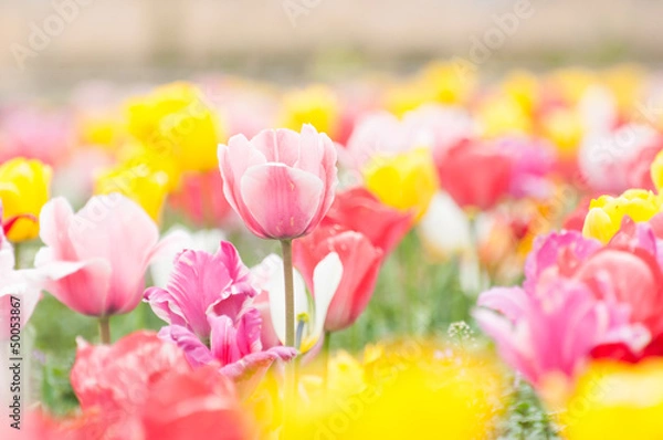 Obraz カラフルなチューリップ畑