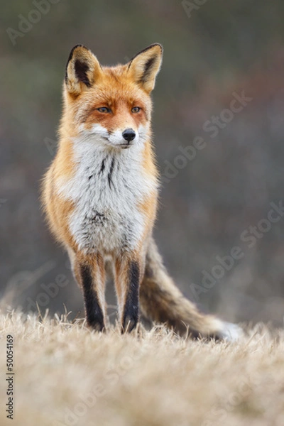 Obraz red fox