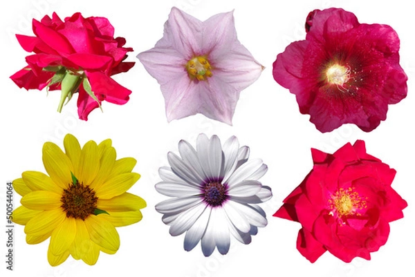 Fototapeta Six different flowers isolated on a white background.
