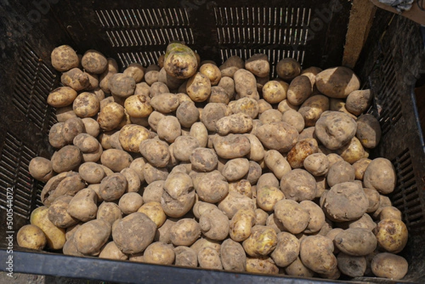 Obraz New potatoes are placed in baskets for sale.