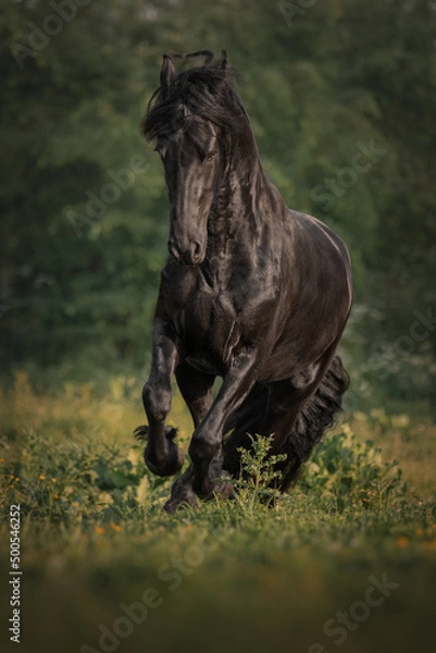 Fototapeta Black horse of the Friesian breed runs through the meadow