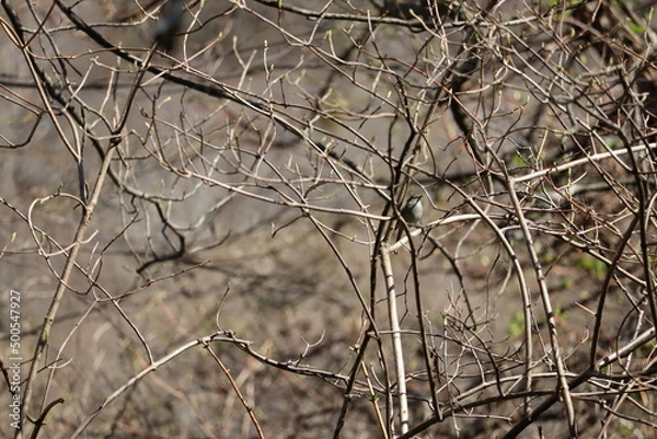 Fototapeta ウグイス