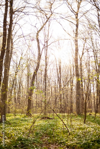 Obraz forest in autumn