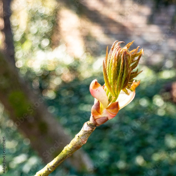 Obraz buds and flowers in spring