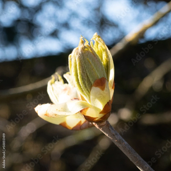 Obraz buds and flowers in spring