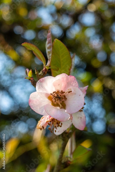 Obraz buds and flowers in spring