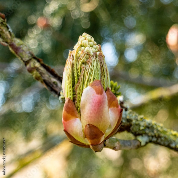 Obraz buds and flowers in spring
