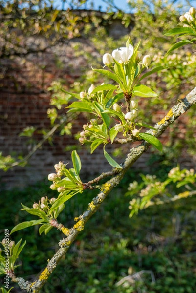Obraz buds and flowers in spring