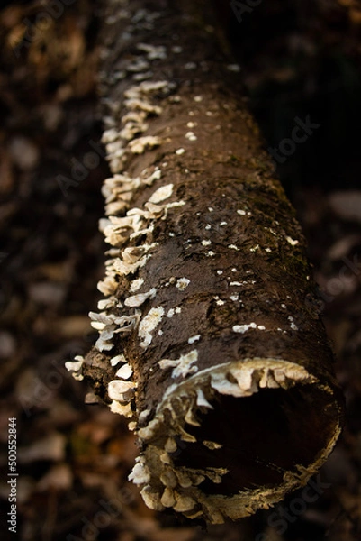 Obraz water drops on a trunk