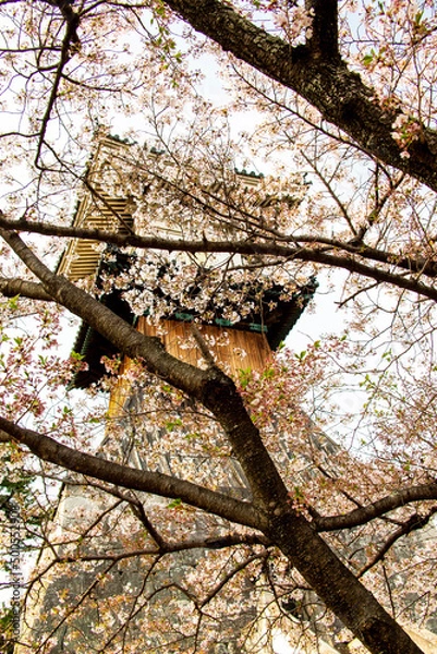 Obraz tree in autumn