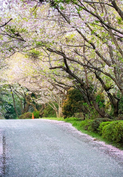 Obraz spring in the park