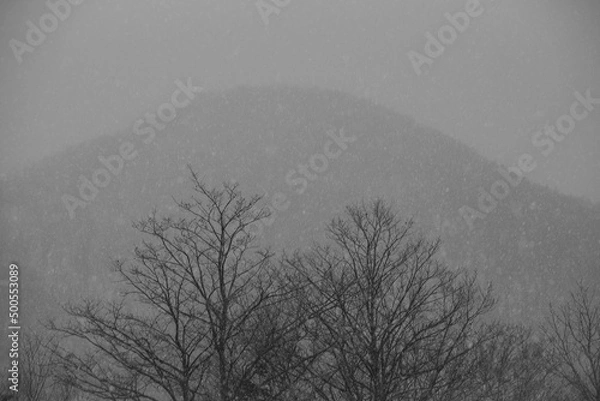 Obraz trees in fog
