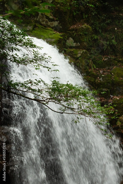 Obraz waterfall in the forest