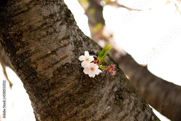 Obraz tree with flowers