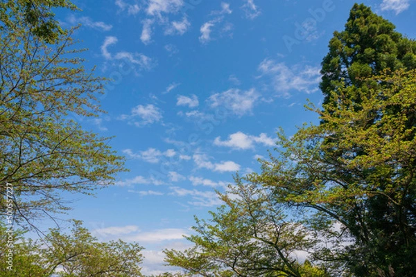 Fototapeta 青空と木々