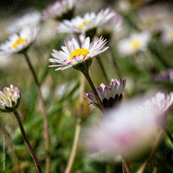 Obraz wild daisies in a field