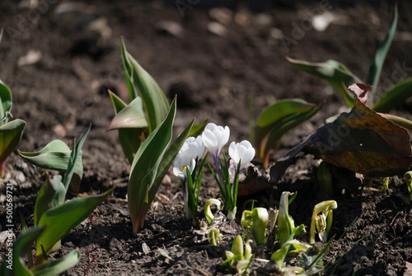 Obraz white spring crocus flowers